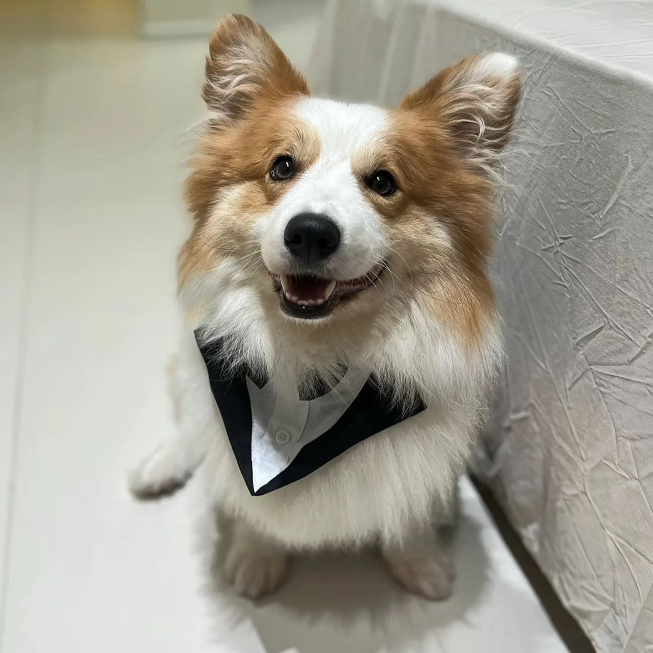 Suit Supply Wedding Party - Pakaian Anjing Peliharaan, Pakaian Pesta, Jas